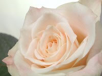 ʹ�����������ѧ���������