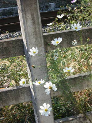 ʹ����������������ʻ���ͼ��